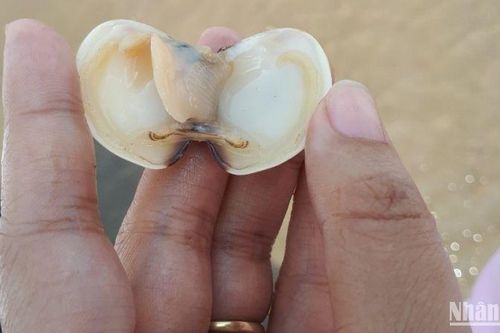 Tiền Giang: Nghêu chết hàng loạt chưa rõ nguyên nhân