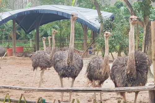Dừng ngay mọi hoạt động tại 'Khu giáo dục trải nghiệm Trưng Vương Garden'