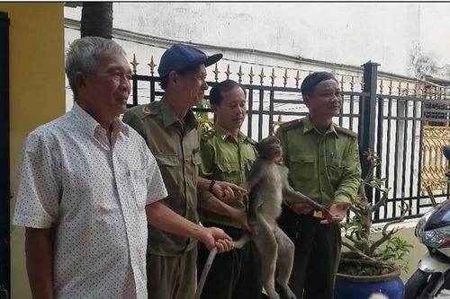 Bắt khỉ quý hiếm quậy phá nhà dân tại Quận 7, TP Hồ Chí Minh