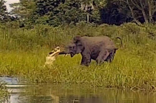 Clip: Pha săn voi cực kỳ 'bá đạo' của cá sấu
