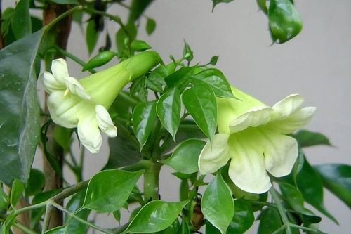 3 loại cây cực hiểm ra hoa, nở tới đâu tài lộc theo tới đó, điềm lành sắp đến