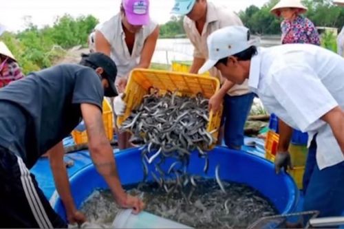 Khan hiếm nguồn cung, giá cá kèo tăng chóng mặt