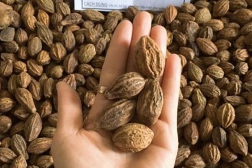 Ngậm quả kha tử trị ho, người đàn ông hóc dị vật, tổn thương phổi