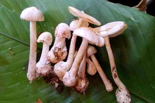 Phòng, chống ngộ độc do độc tố tự nhiên năm 2023