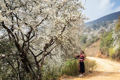 Ngày hội hoa sơn tra 2023: Thu hút đầu tư phát triển du lịch