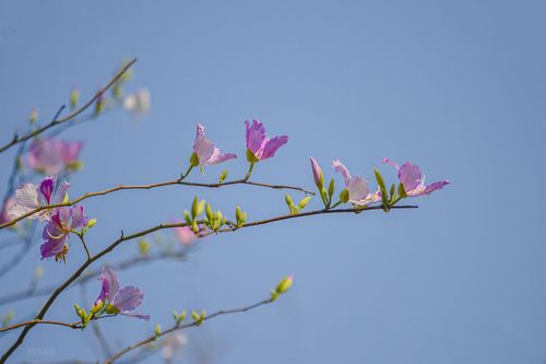 Lung linh sắc hoa ban đầu mùa nơi thung lũng Mường Thanh