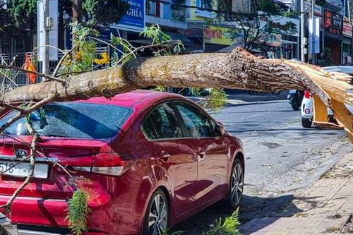 Cành cây gãy đè vỡ kính xe ô tô trên đường phố Đà Lạt