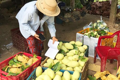 Sản xuất nông nghiệp ứng dụng công nghệ cao