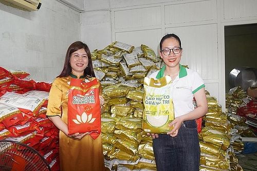 Quảng Trị: Lô hàng gạo hữu cơ đầu tiên được xuất qua châu Âu