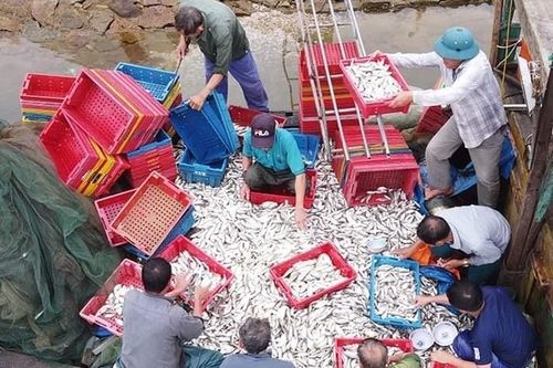 Hà Tĩnh: Phấn đấu năm 2023 đạt sản lượng khai thác thủy sản trên 37.000 tấn