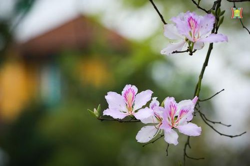 Thiếu nữ Hà thành duyên dáng bên sắc hoa ban
