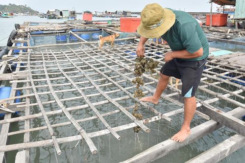 Kiên Giang: Cá chết hàng loạt nghi ô nhiễm nguồn nước?