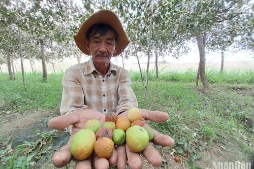 Nhiều vườn táo ở Ninh Thuận bị hư hại do ô nhiễm môi trường, sâu bệnh