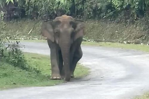 Nguyên nhân ban đầu voi 'đại náo' bản làng chết trong rừng sâu ở Nghệ An