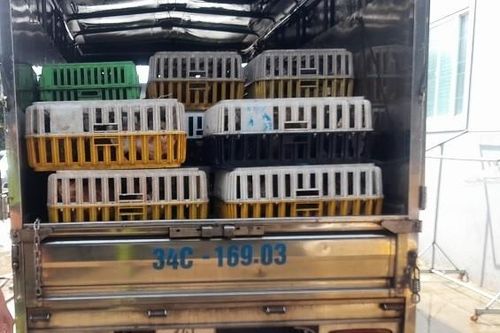 Phát hiện kho chứa 4 tấn mèo đông lạnh không rõ nguồn gốc