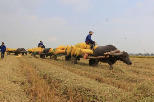 Đồng Tháp: Mùa trâu kéo lúa trên những cánh đồng đẹp như tranh