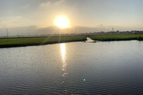 Quảng Trị: Mưa lớn gây ngập úng nhiều diện tích lúa