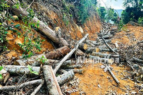 Vụ phá rừng, khai thác gỗ trái phép tại xã Ninh Ích: Điểm 'nóng' ở khu vực rừng giáp ranh