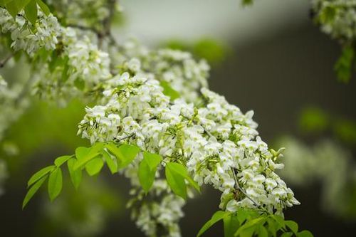 Hà Nội lãng mạn mùa hoa sưa