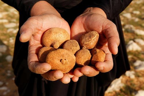Hơn 50 người Syria thiệt mạng khi đào nấm truffle, nghi do IS tấn công