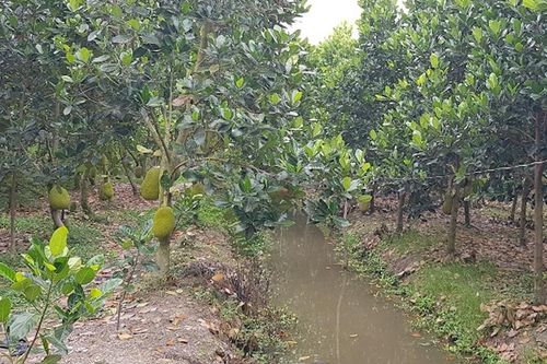 Bé gái tử vong dưới mương nước ở Tiền Giang