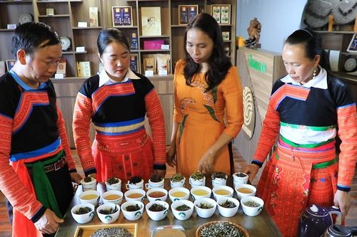 Khát vọng phục tráng vàng xanh Tây Bắc