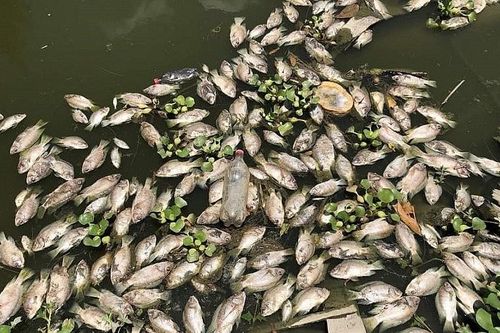 Thanh Hóa: Vụ cá chết hàng loạt, Sở Tài nguyên và Môi trường kết luận thiếu thuyết phục ?