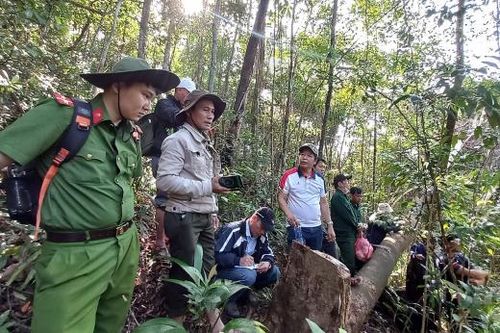 Chủ tịch huyện chỉ đạo xử lý vụ phá rừng tại hiện trường