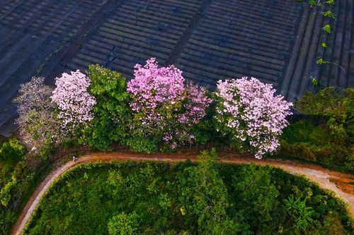 Hoa hồng phấn phủ hồng B'Lao