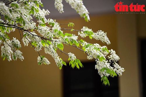 Tinh khôi hoa sưa nở sớm tại Hà Nội