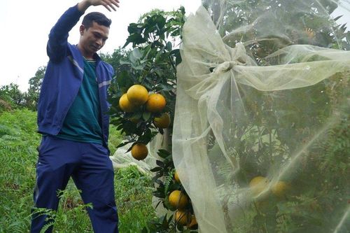Cầu nối đưa nông sản Hà Tĩnh vươn xa: Nông dân tiếp cận chuyển đổi số (bài 2)