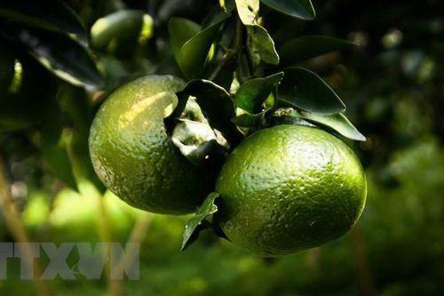 Giá cam sành tại Trà Vinh giảm mạnh, nhà vườn lao đao