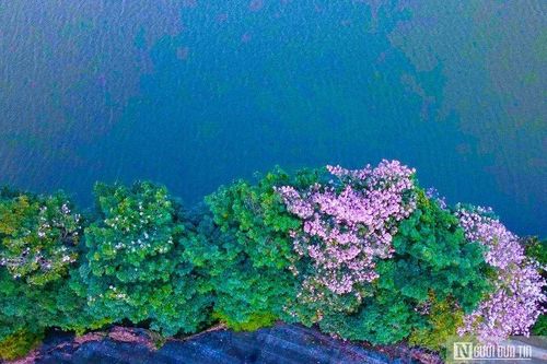 Hoa kèn hồng khoe sắc bên hồ Nam Phương
