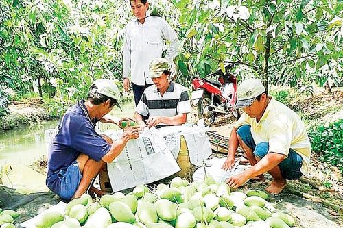 Nông sản lại tiếp diễn điệp khúc 'được mùa rớt giá'