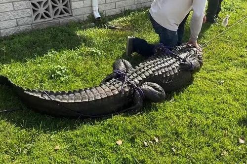 Cụ bà thiệt mạng khi cứu chó cưng khỏi miệng cá sấu