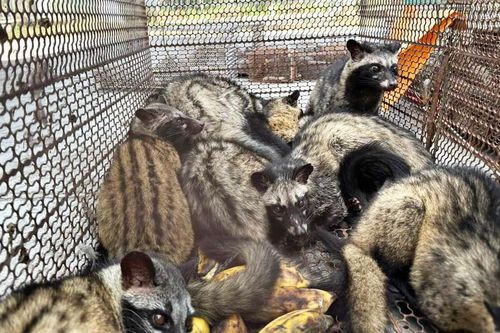 Phát hiện vụ mua bán, tàng trữ số lượng lớn động vật hoang dã quý hiếm
