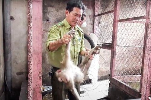 Bàn giao 5 con khỉ quý hiếm cho kiểm lâm TPHCM