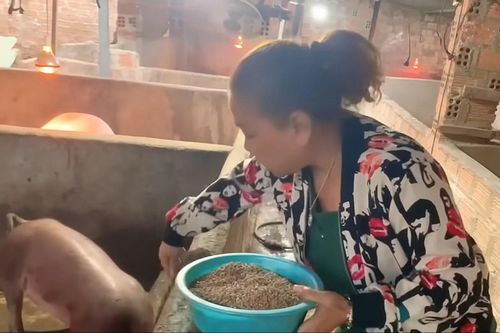 Chồng băm bèo, ca sĩ Siu Black cho đàn heo ăn thoăn thoắt