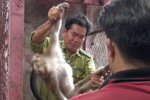 Người dân TP.HCM bàn giao 5 con khỉ hung dữ cho kiểm lâm