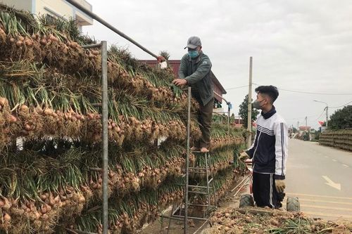Hải Dương 'bội thu' từ hành tỏi