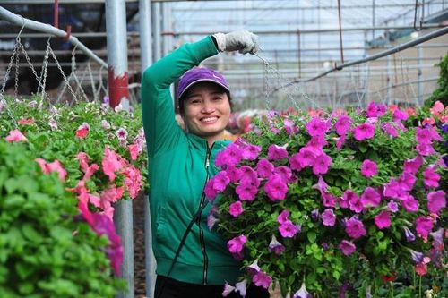 Thoát nỗi lo đầu ra nhờ nông nghiệp công nghệ cao