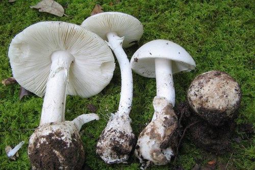 Đã có người tử vong trong vụ ngộ độc nấm tại Mai Châu