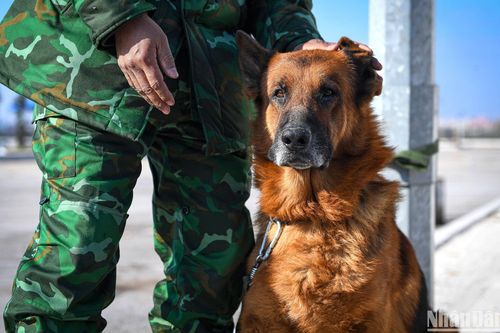 Siêu anh hùng Pocka và những mũi nhọn đặc biệt của Quân đội Việt Nam tại Hatay
