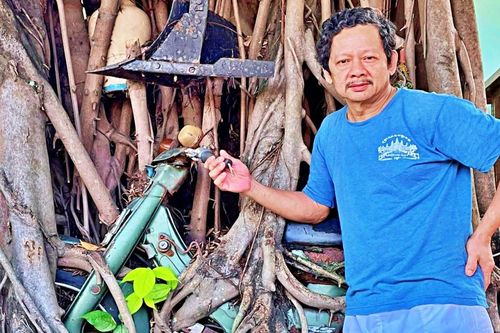 'Báu vật' trong rễ cây si ở Bình Dương, nhiều người sẵn sàng trả tiền tỷ