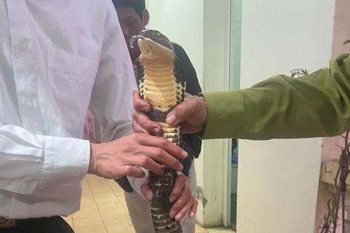 Bán bình rượu rắn hổ chúa, nam thanh niên bị khởi tố