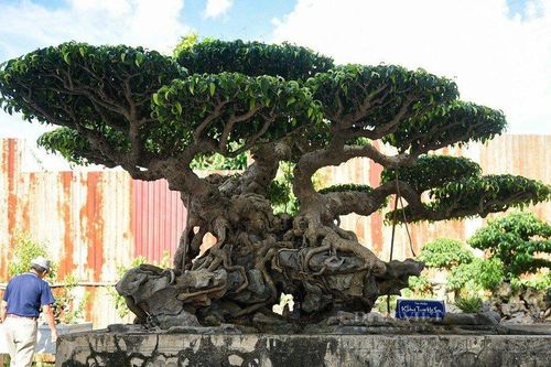 Ngắm cây sanh đẹp 'hiếm có khó tìm' được hỏi mua với giá 70 tỷ nhưng chủ không bán