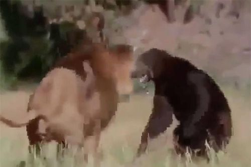 Clip: Màn giao chiến kịch tính giữa sư tử đực với gấu