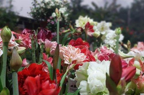 Khu vườn hơn 50 loài hoa đua nhau khoe sắc, rau quả tốt tươi ở Yên Bái