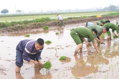 Chiến sĩ công an Thủ đô không ngại lội bùn giúp dân cấy lúa