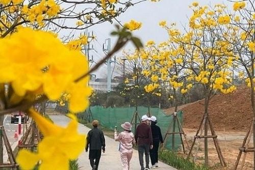 Hoa phong linh nhuộm vàng cả góc phố Hà Nội, thu hút đông đảo người dân đến check-in
